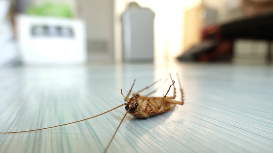 Top 10 Proven Pest Control Hacks to Keep Your Home Bug-Free!